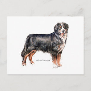 Bernese Mountain Dog Postcard