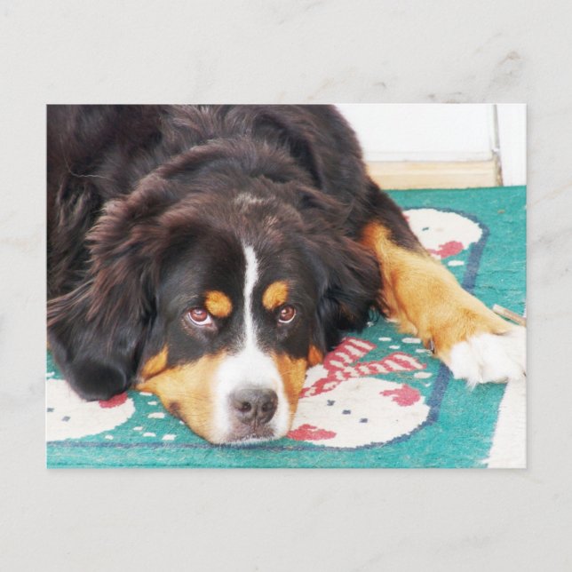 Bernese Mountain Dog Postcard (Front)