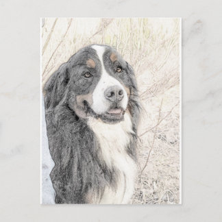 Bernese Mountain Dog Postcard