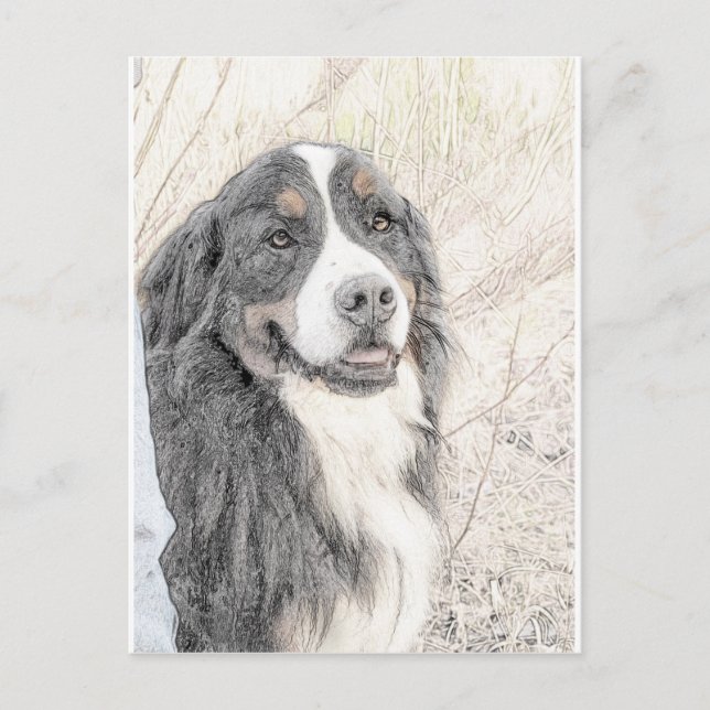 Bernese Mountain Dog Postcard (Front)