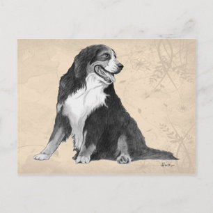 bernese mountain dog postcard