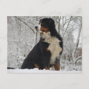 Bernese Mountain Dog Postcard