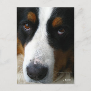 Bernese Mountain Dog Postcard