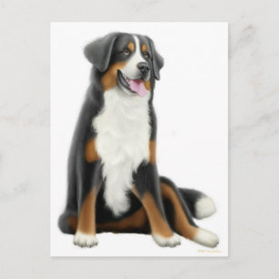 Bernese Mountain Dog Postcard