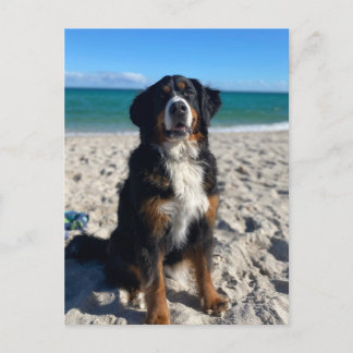 Bernese Mountain Dog  Postcard