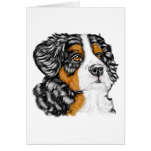 Bernese Mountain Dog Pup