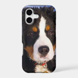 Bernese Mountain Dog Pup iPhone 5 case