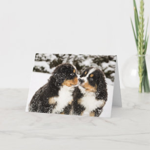 Bernese Mountain Dog Puppets Sniff Each Other Card