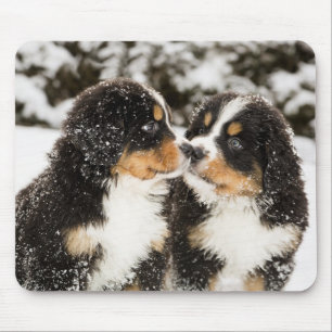 Bernese Mountain Dog Puppets Sniff Each Other Mouse Pad