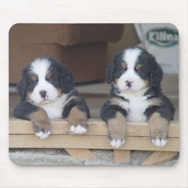 Bernese Mountain dog puppies mouse mat (Front)