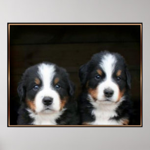 Bernese mountain dog puppies poster