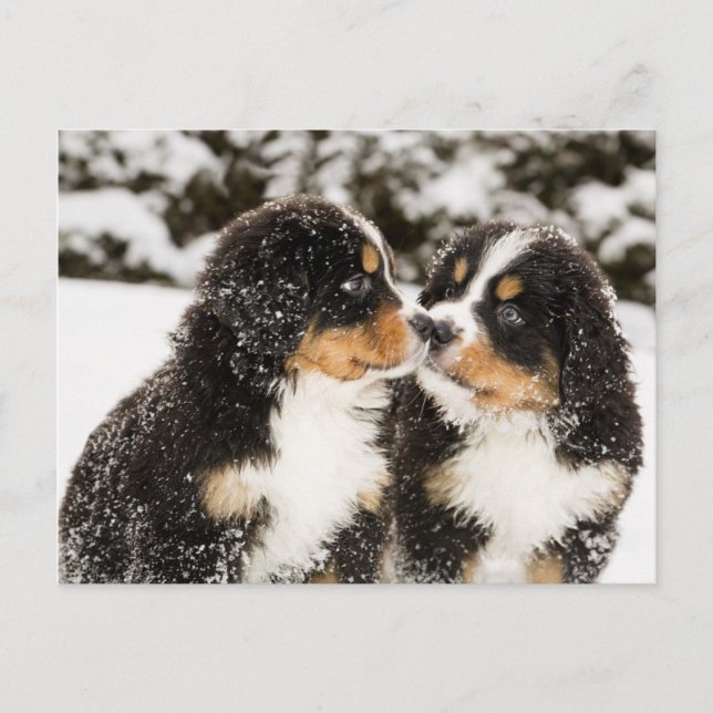 Bernese Mountain Dog Puppies Sniff Each Other Postcard (Front)
