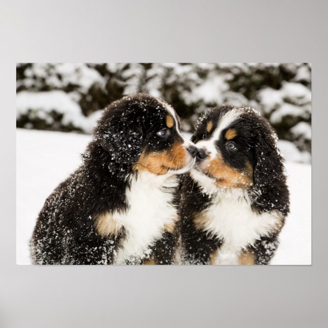 Bernese Mountain Dog Puppies Sniff Each Other Poster (Front)