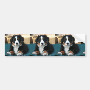 bernese mountain dog puppy bumper sticker