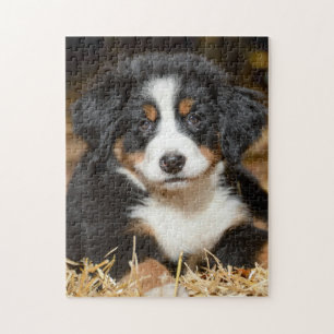 bernese mountain dog puppy laying jigsaw puzzle