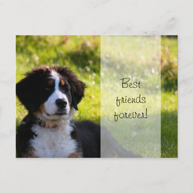 Bernese mountain dog puppy on green grass postcard (Front)