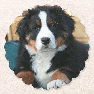 bernese mountain dog puppy paper coaster