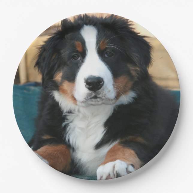 bernese mountain dog puppy paper plate (Front)