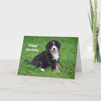 Bernese Mountain Dog Puppy Photo Birthday