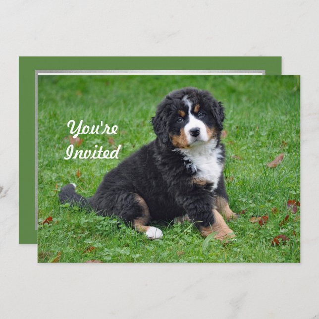 Bernese Mountain Dog Puppy Photo Birthday Invitation (Front/Back)