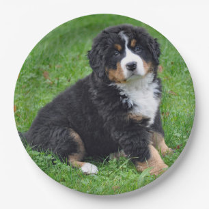 Bernese Mountain Dog Puppy Photo Paper Plate