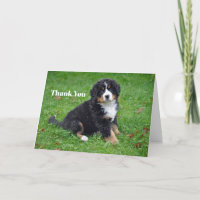 Bernese Mountain Dog Puppy Photo