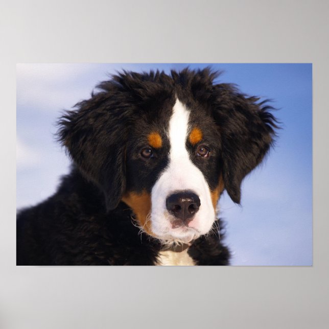 Bernese Mountain Dog Puppy Poster (Front)