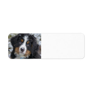 bernese mountain dog puppy second return address label