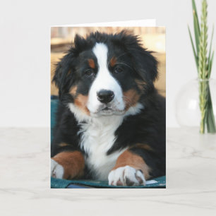 bernese mountain dog puppy thank you card