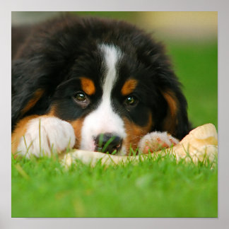 Bernese Mountain Dog Puppy w/ A Bone Poster