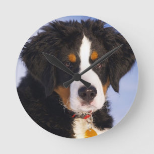 Bernese Mountain Dog Puppy Wall Clock