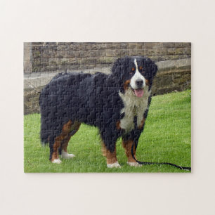 Bernese Mountain dog Puzzle