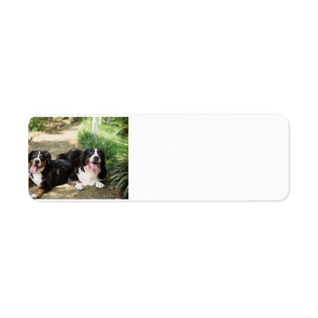 bernese mountain dog return address label (Front)