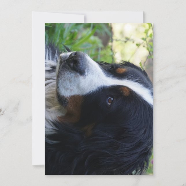 bernese mountain dog second birthday invitation (Front)