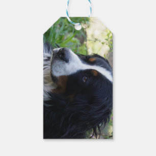 bernese mountain dog second gift tags