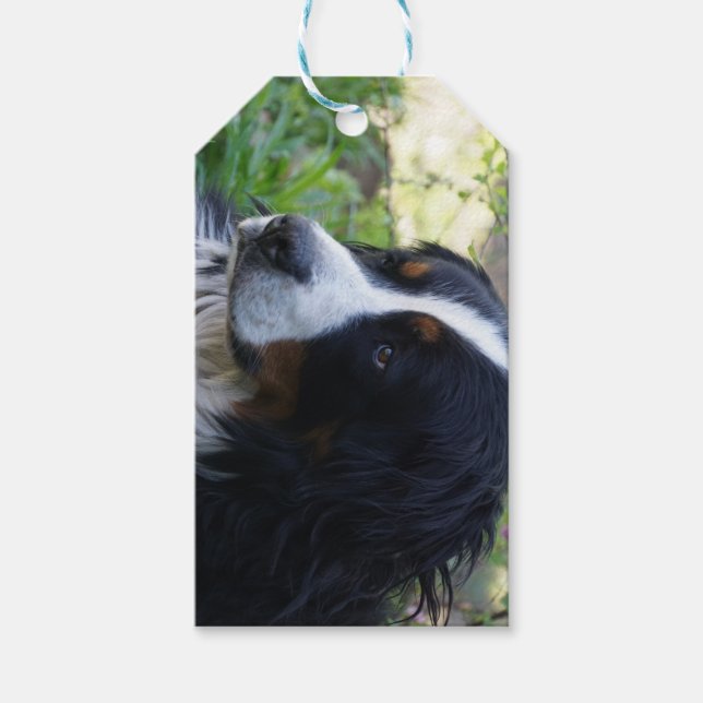 bernese mountain dog second gift tags (Front)