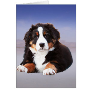Bernese Mountain Dog Sitting on Beach
