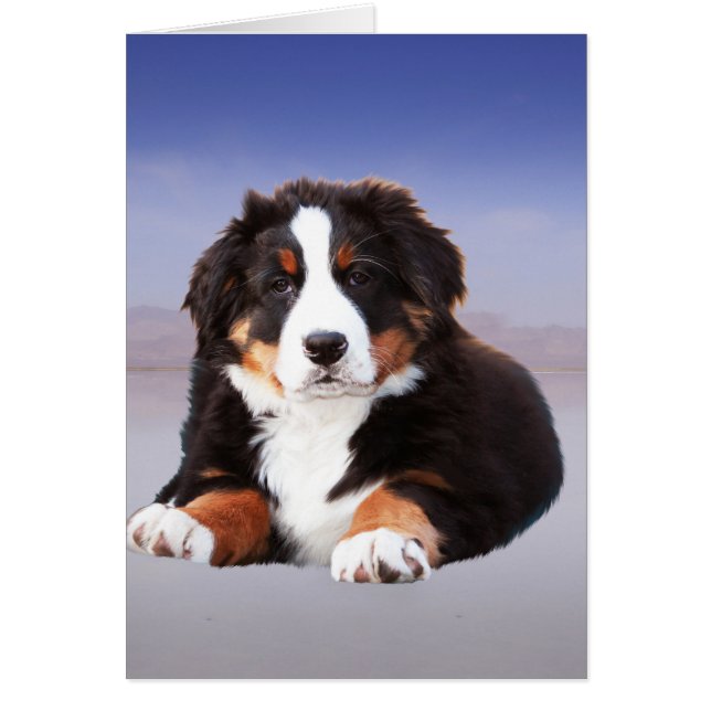 Bernese Mountain Dog Sitting on Beach (Front)