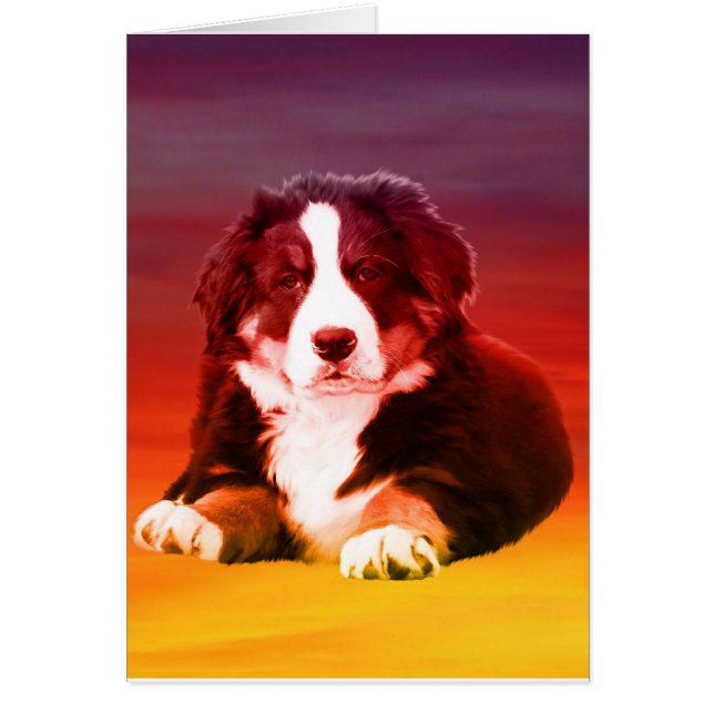 Bernese Mountain Dog Sitting on Beach (Front)