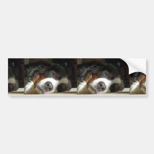 bernese mountain dog sleeping bumper sticker