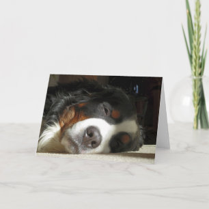 bernese mountain dog sleeping card