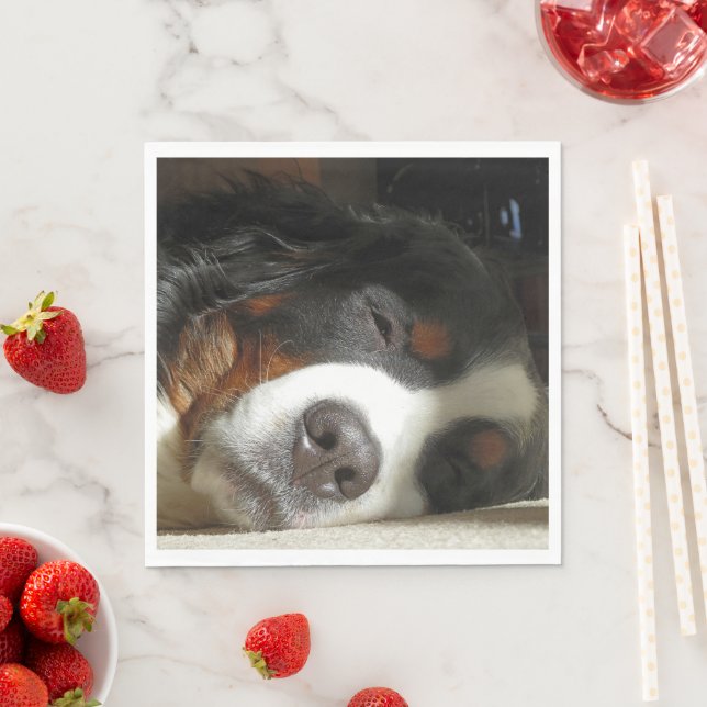 bernese mountain dog sleeping napkin (Insitu)