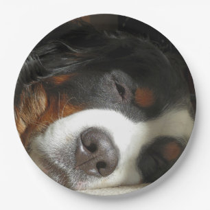 bernese mountain dog sleeping paper plate