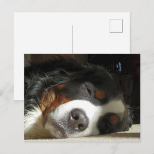 bernese mountain dog sleeping postcard