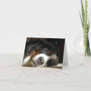 bernese mountain dog sleeping thank you card