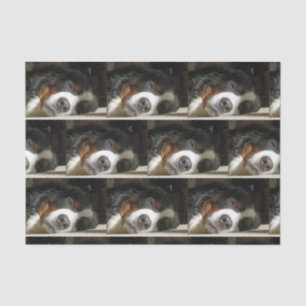 bernese mountain dog sleeping tissue paper
