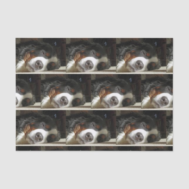 bernese mountain dog sleeping tissue paper (Front)