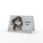 Bernese Mountain Dog Snow Photo