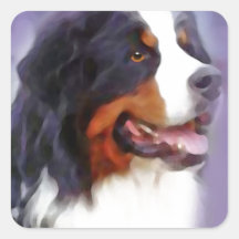 bernese mountain dog