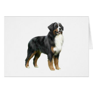 Bernese Mountain Dog - standing
